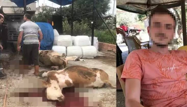 Miras Kavgasında Sinirler Gerildi: 4 Büyükbaş Hayvan Kurşun Yağmuruna Tutuldu!