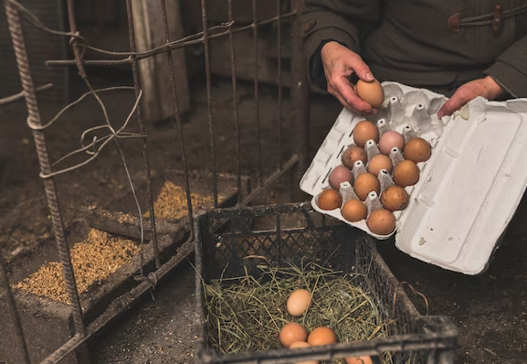 Allpack Global Makina’nın Devrim Yaratan Yumurta Viyolü Yaklaşımı