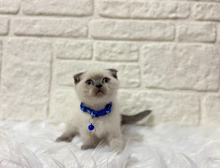 Evcil Hayvan Dünyasına Açılan Güvenilir Bir Kapı Petyasam.com