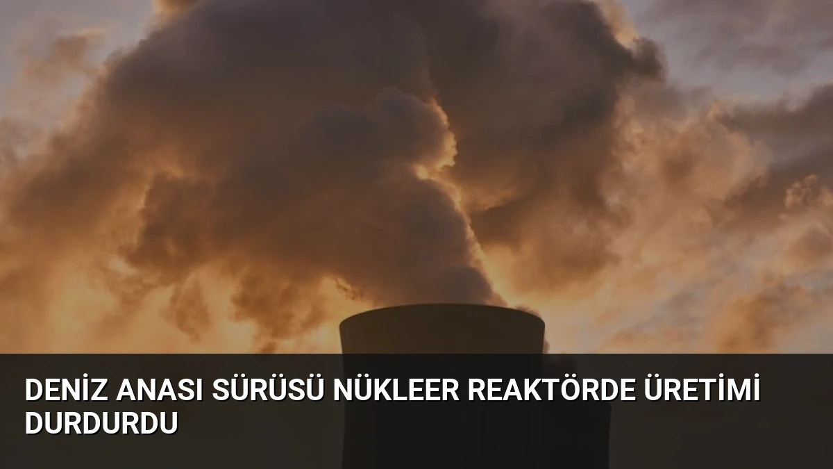 Deniz Anası Sürüsü Nükleer Reaktörde Üretimi Durdurdu