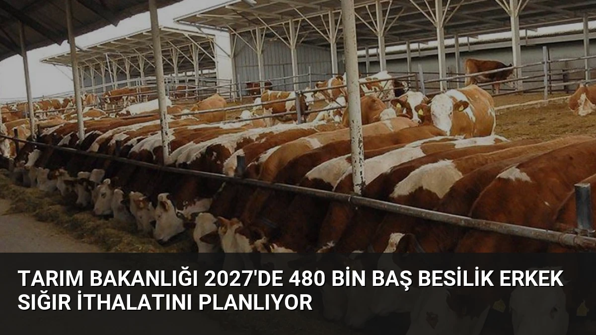 Tarım Bakanlığı 2027’de 480 Bin Baş Besilik Erkek Sığır İthalatını Planlıyor